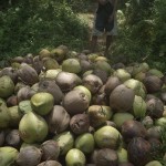 I've got a lovely bunch of coconuts